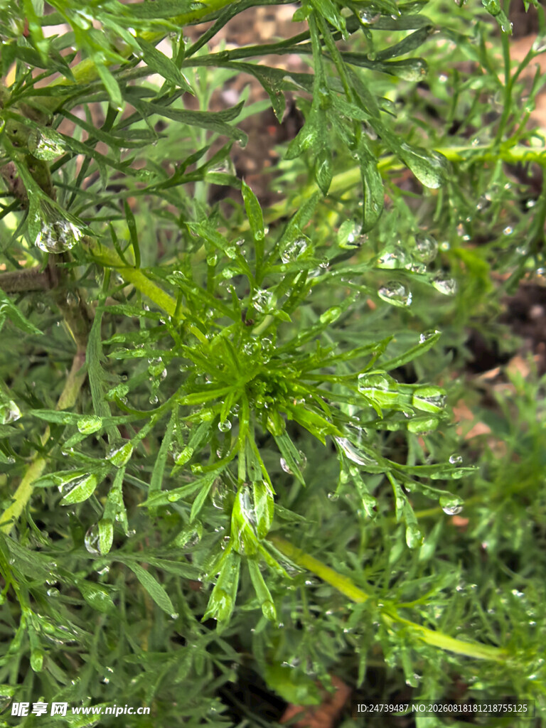 嫩绿繁茂的植物枝叶
