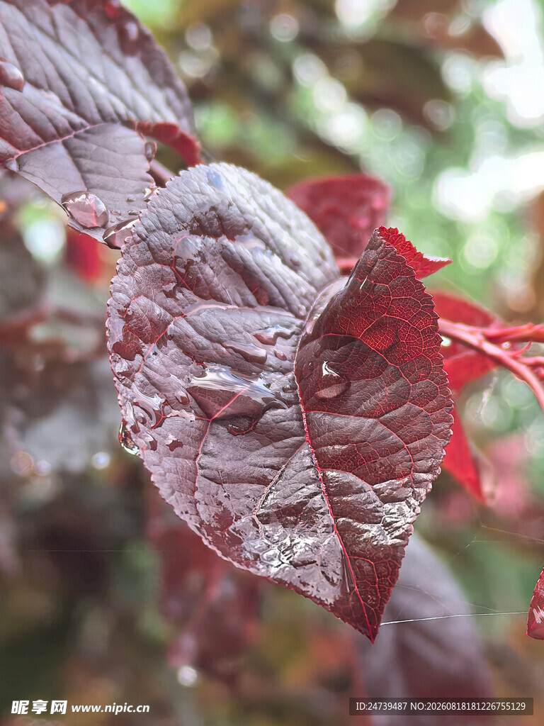 心形红叶特写