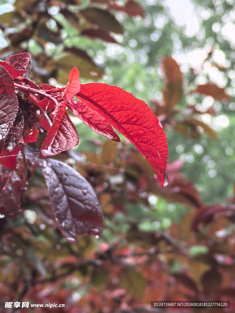 雨中红紫相间的植物叶片