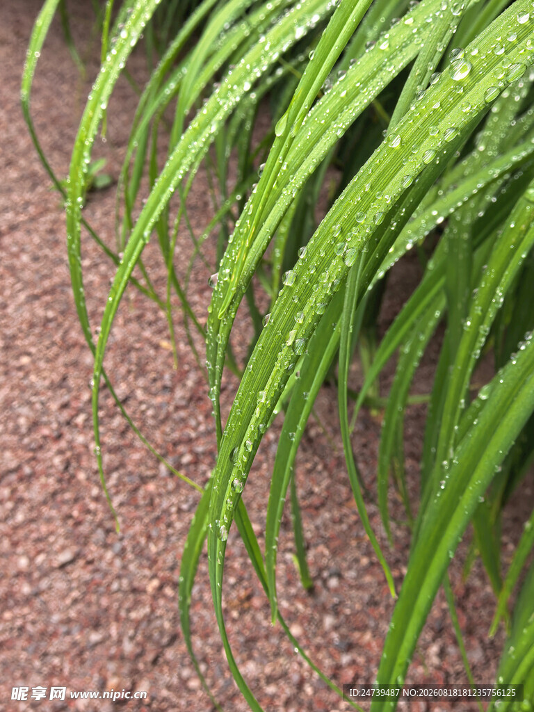 带露珠的嫩绿青草