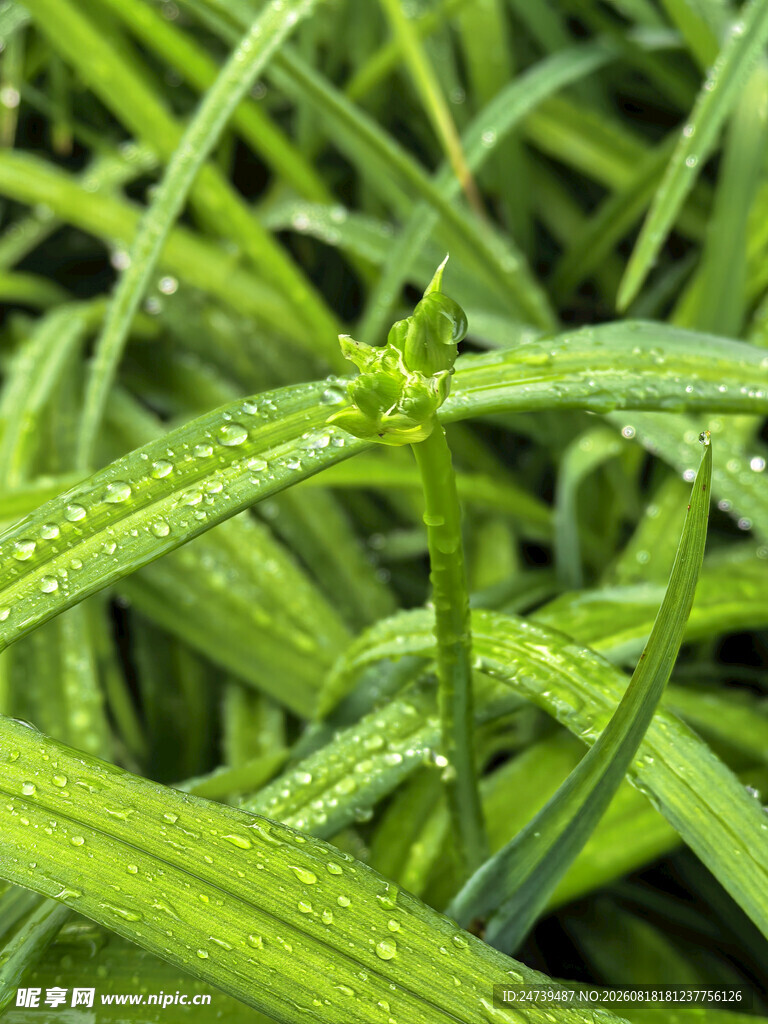 带露珠的嫩绿青草
