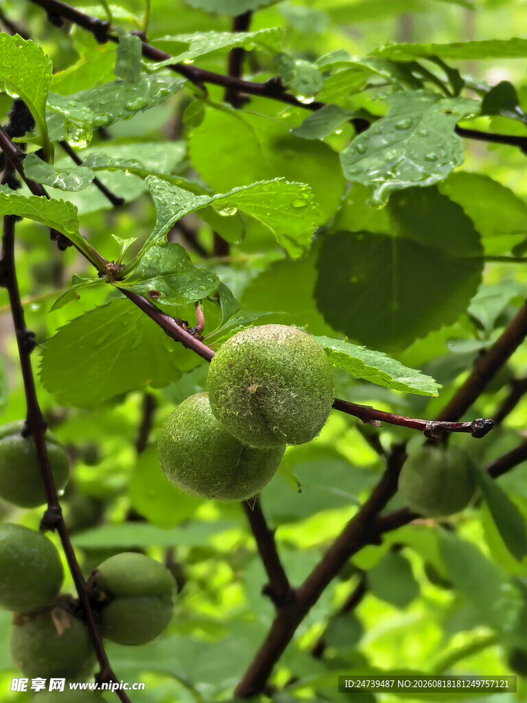 枝头青果绿意盎然