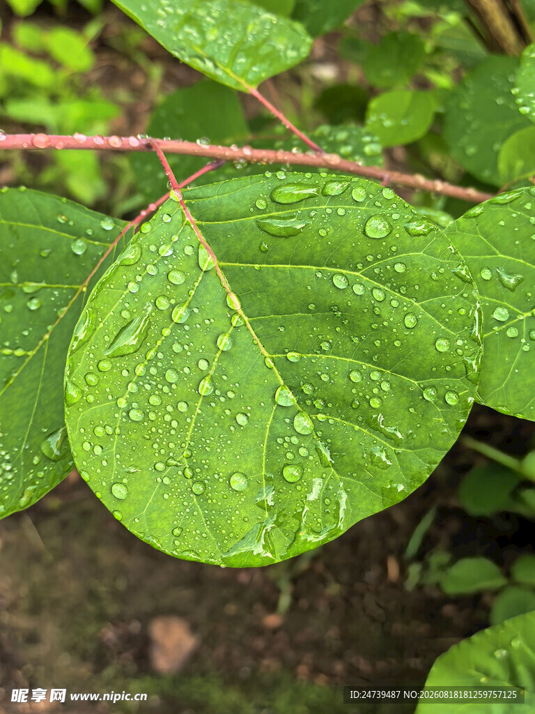 雨后绿叶水珠晶莹剔透