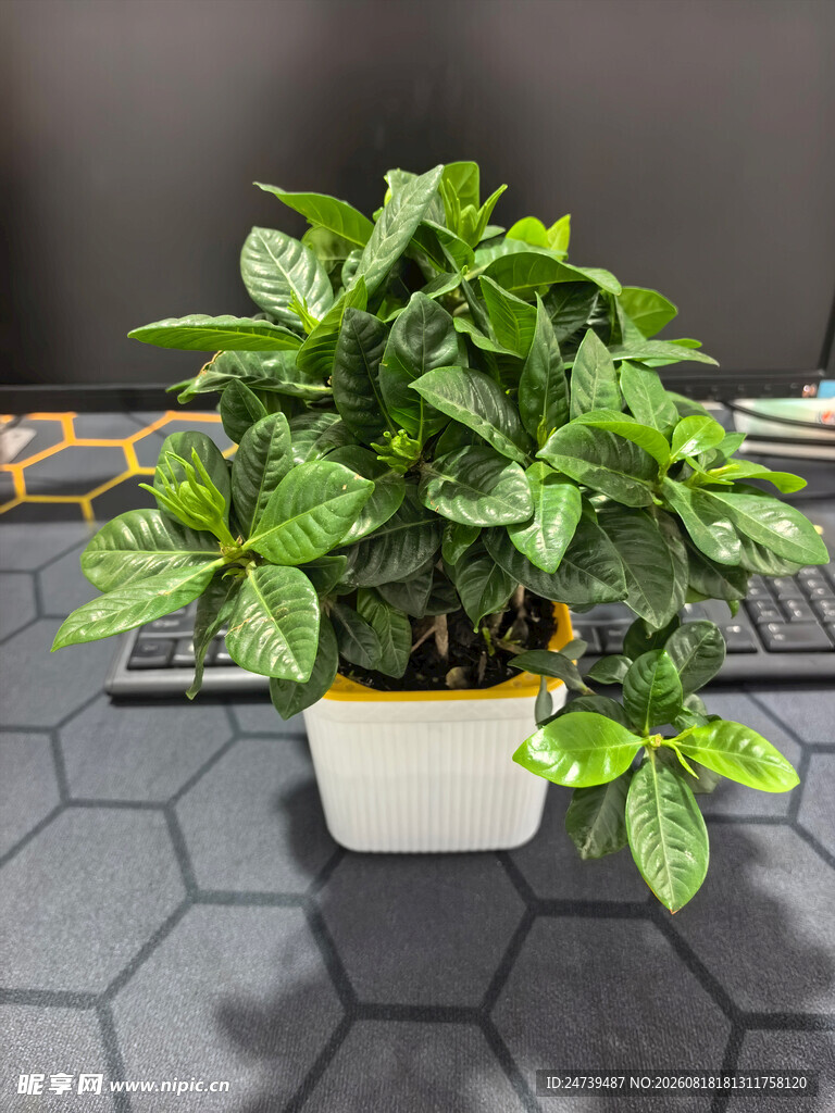 白色花盆中的翠绿观叶植物