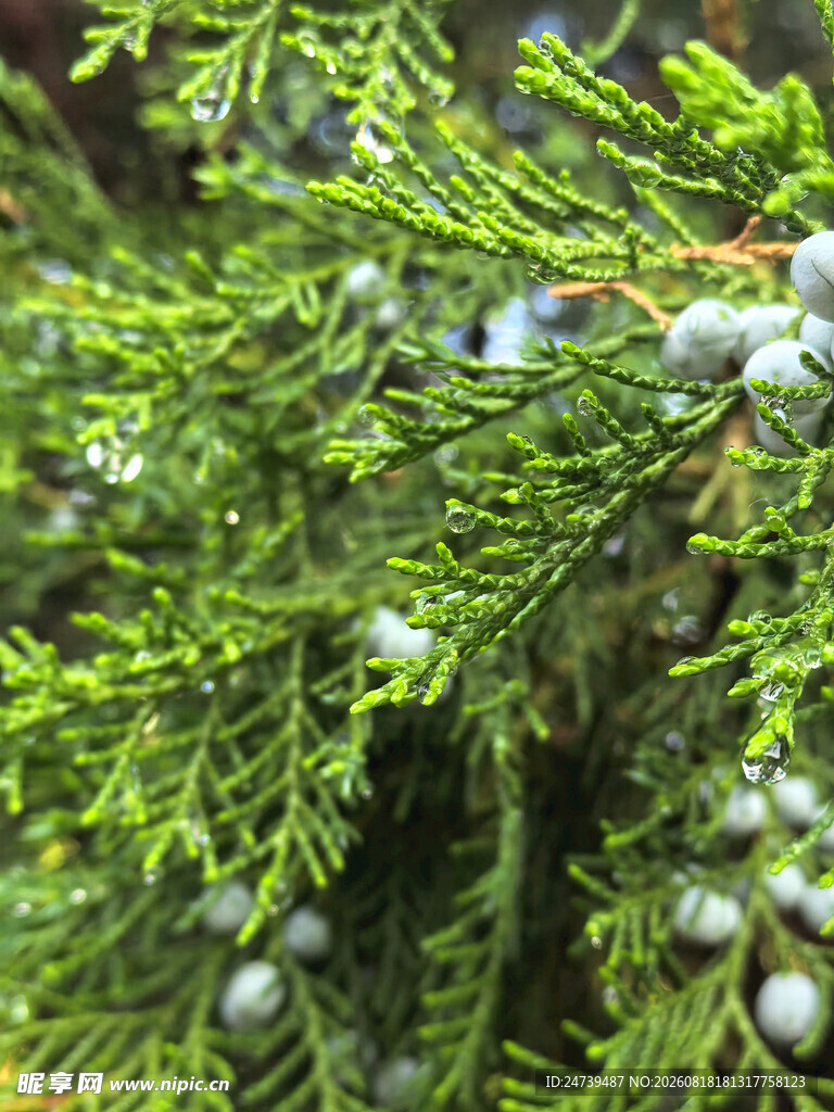 翠绿柏树枝头的蓝果