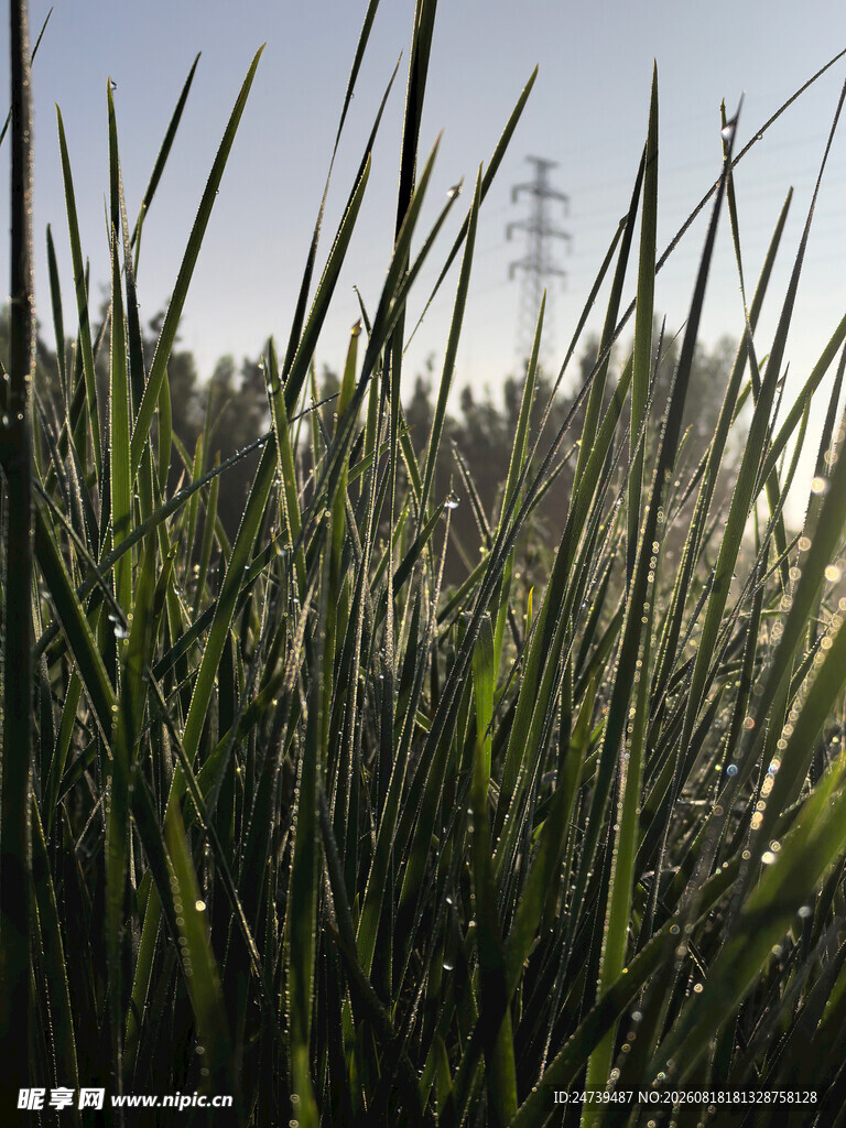 阳光下的葱郁草地