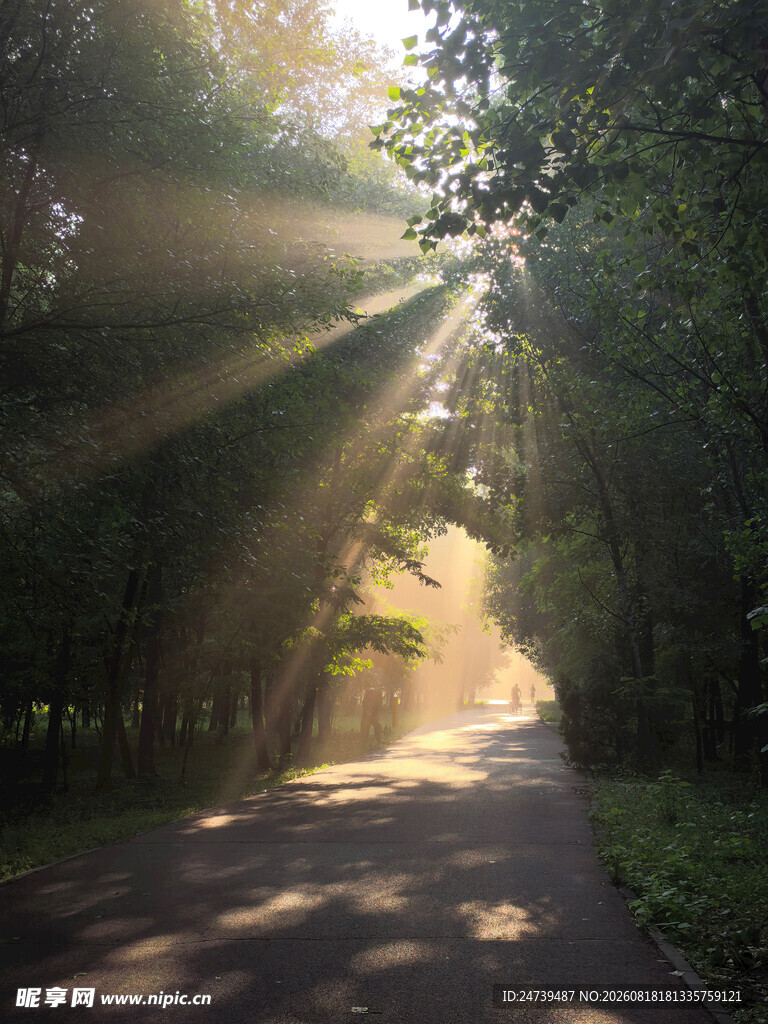 林间晨光洒向幽静小路