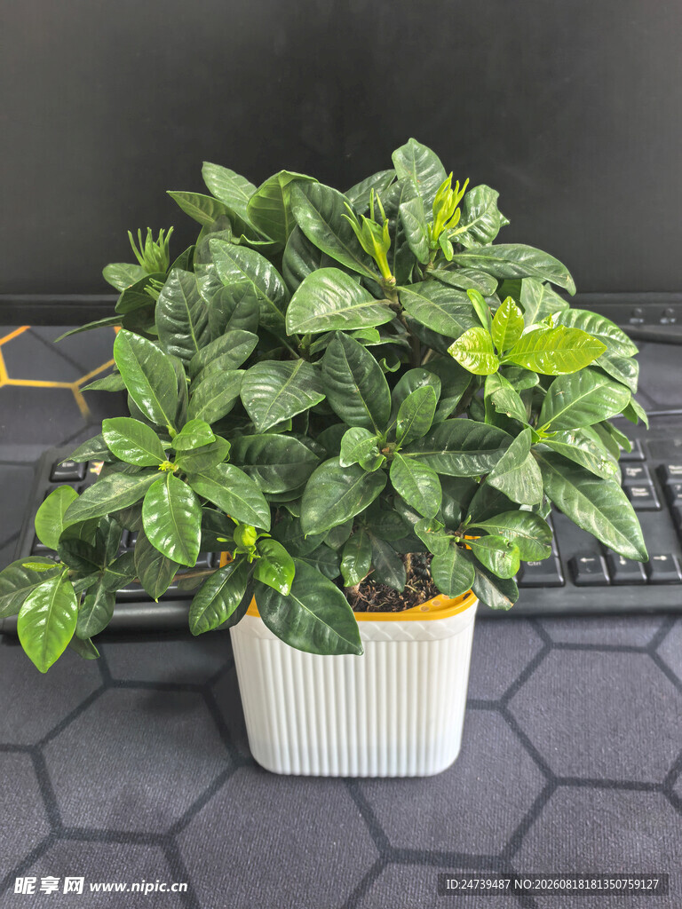 白色花盆中的翠绿观叶植物