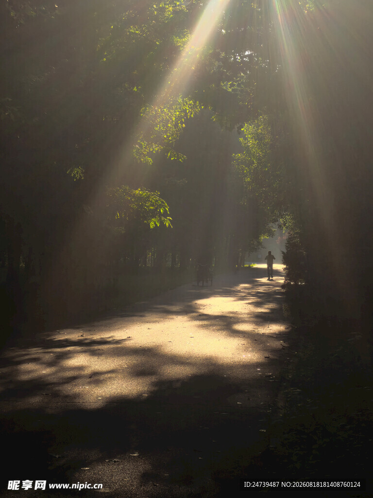 林间阳光洒落静谧之景