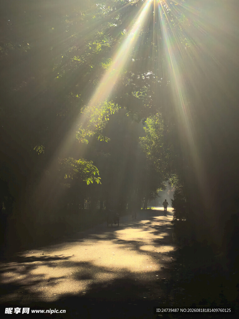 林间阳光洒落的静谧小道