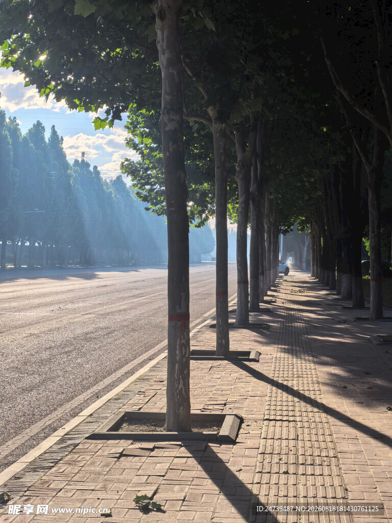 林荫下的静谧街道