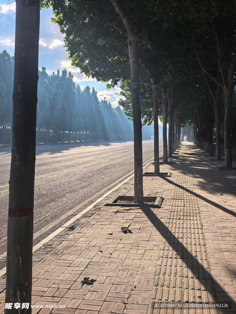 清晨林荫街道静谧景象