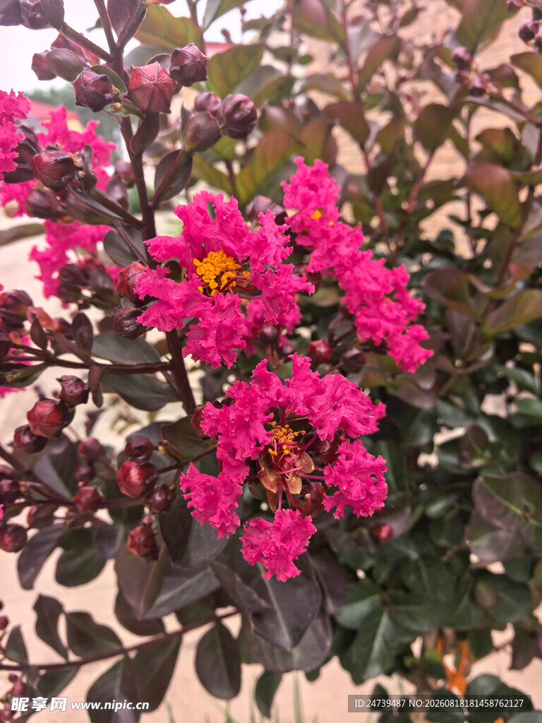 艳丽紫薇花绽放