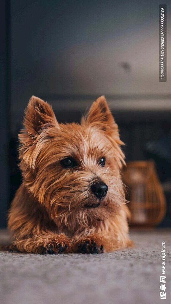 狗