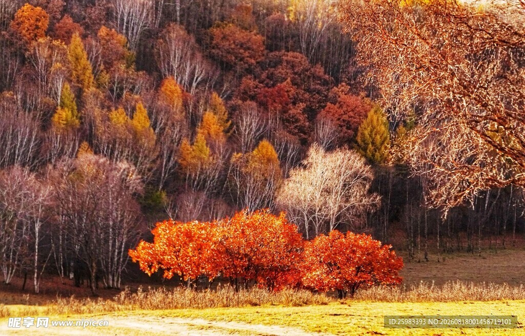 秋日山林