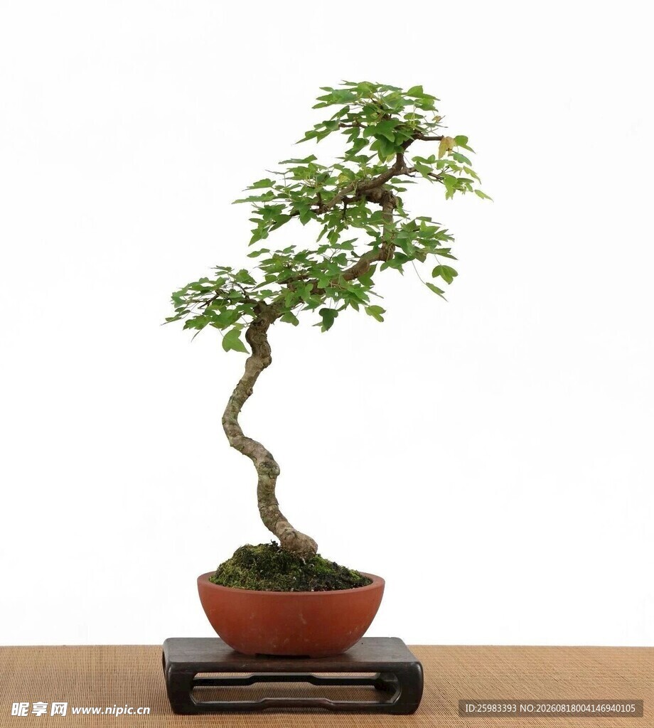 盆景