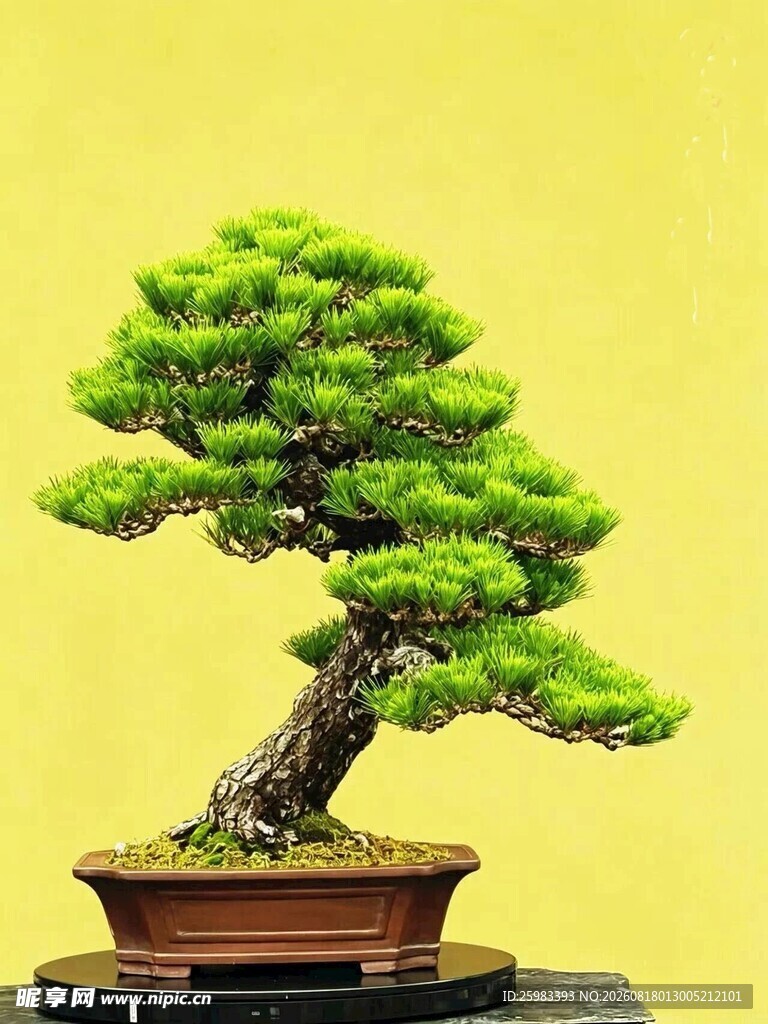 盆景