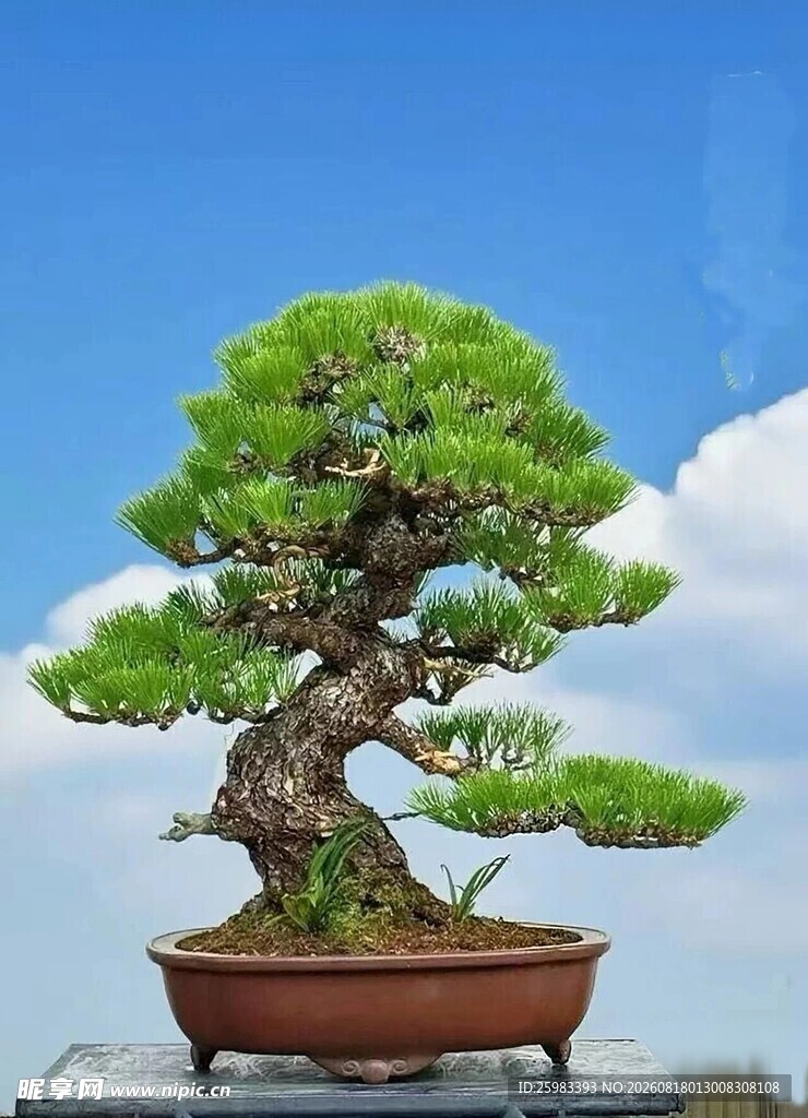盆景