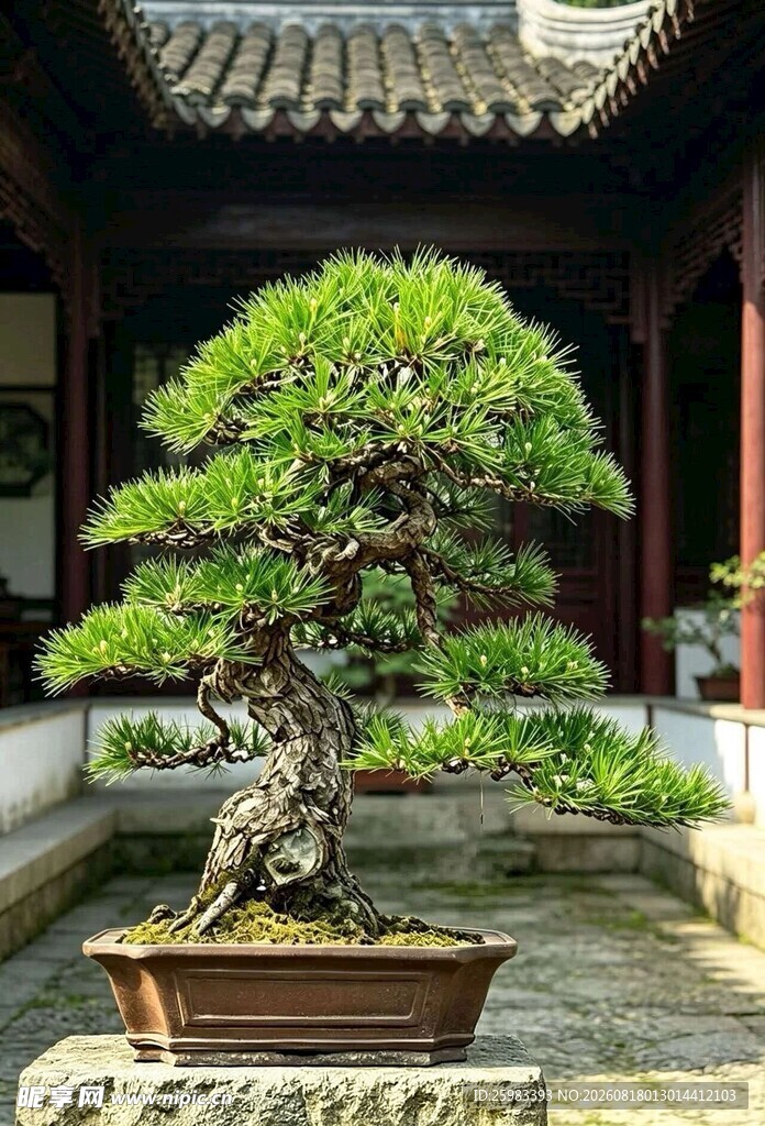 盆景