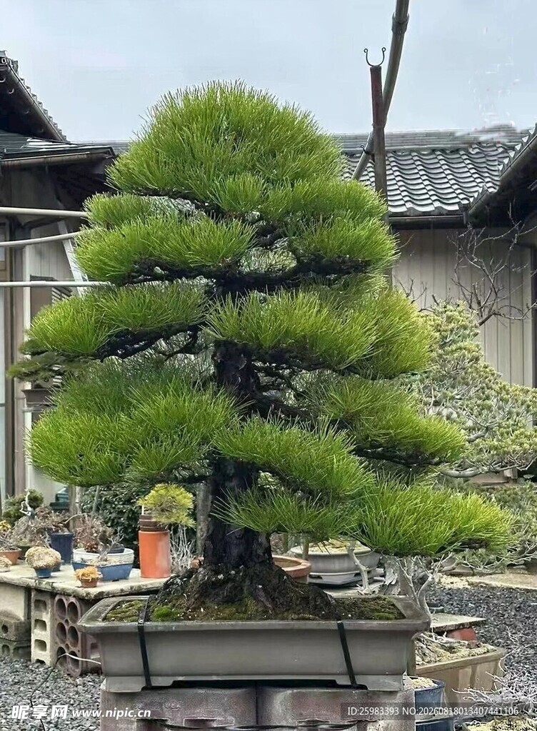 盆景