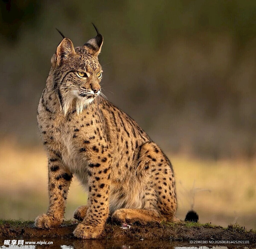 猞猁
