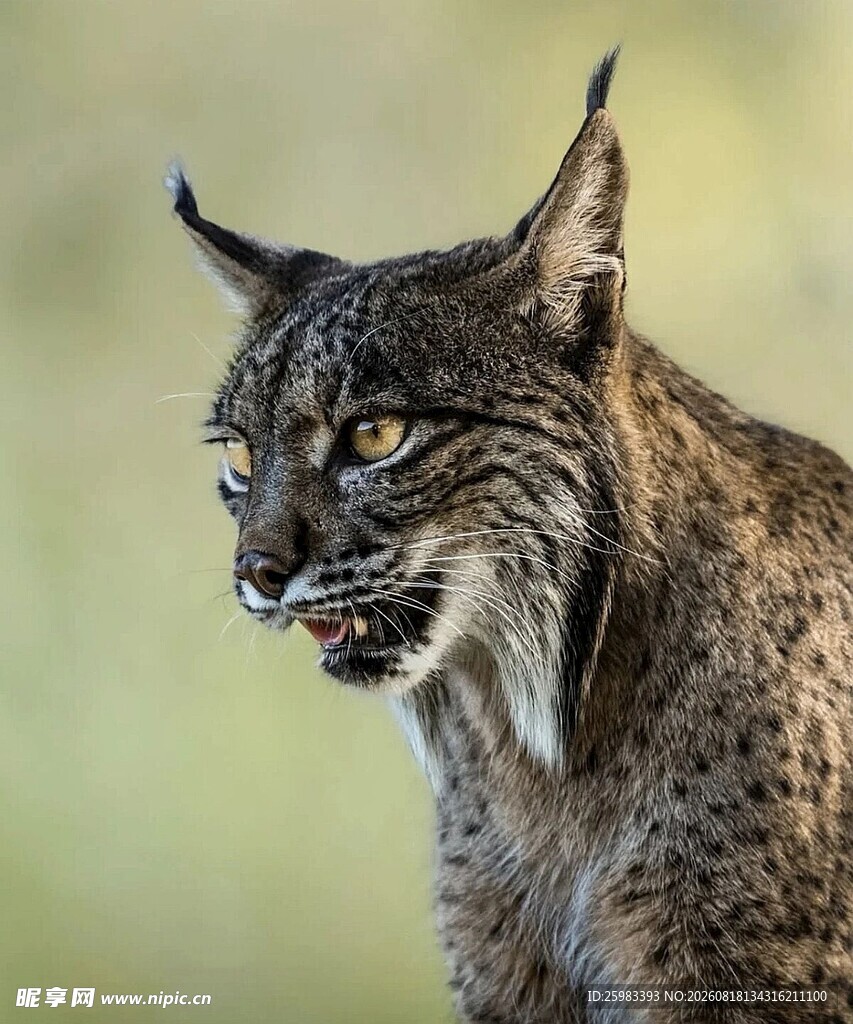 猞猁