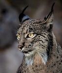 猞猁
