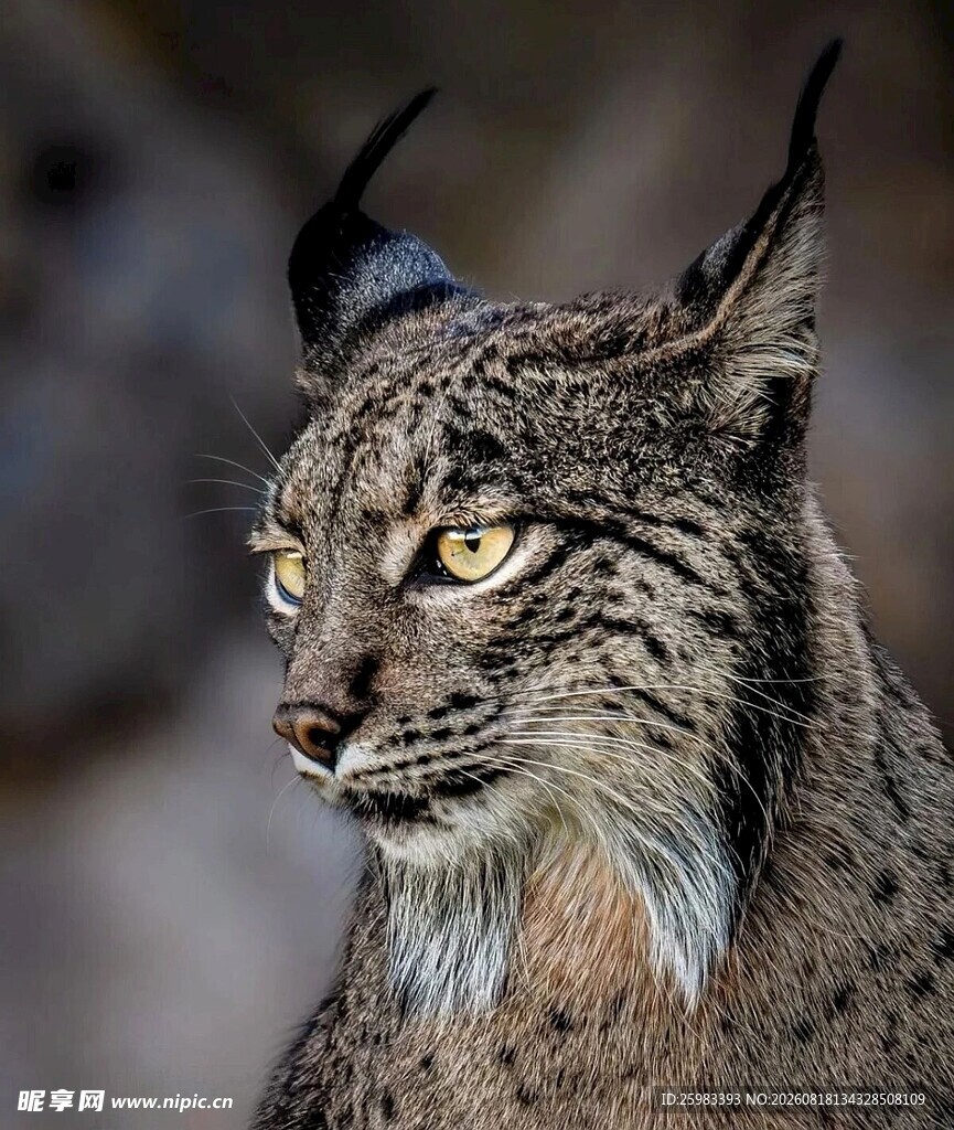 猞猁