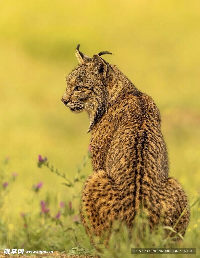 猞猁