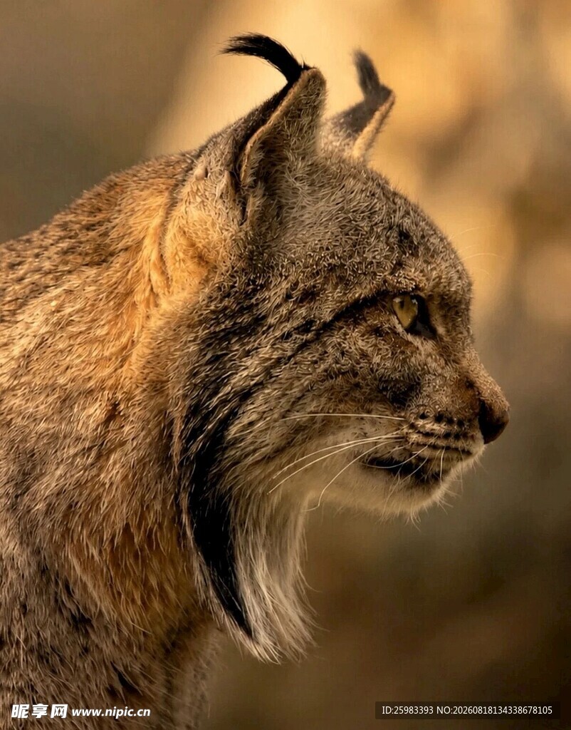猞猁