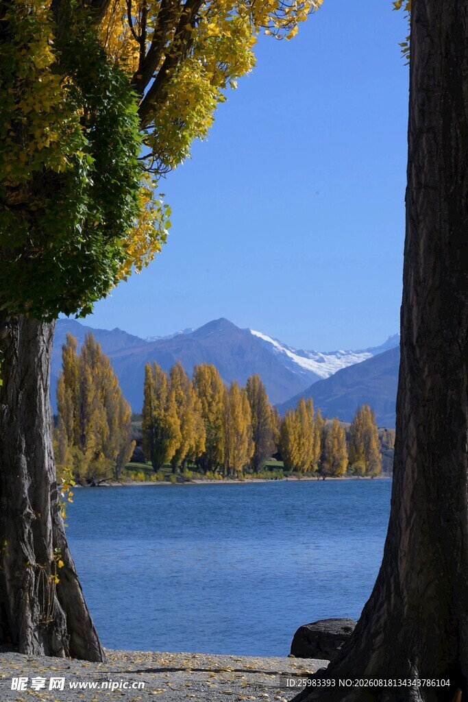 湖畔树林