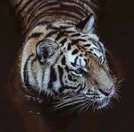 老虎
