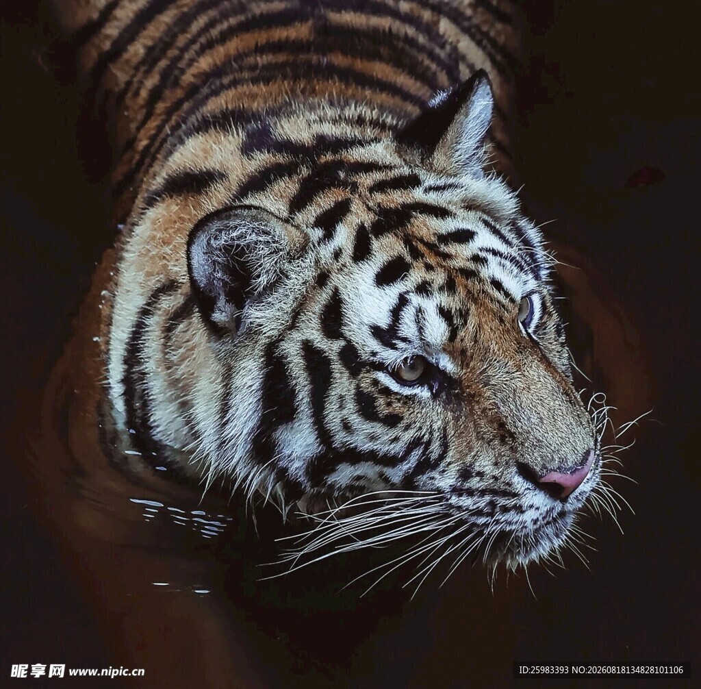 老虎