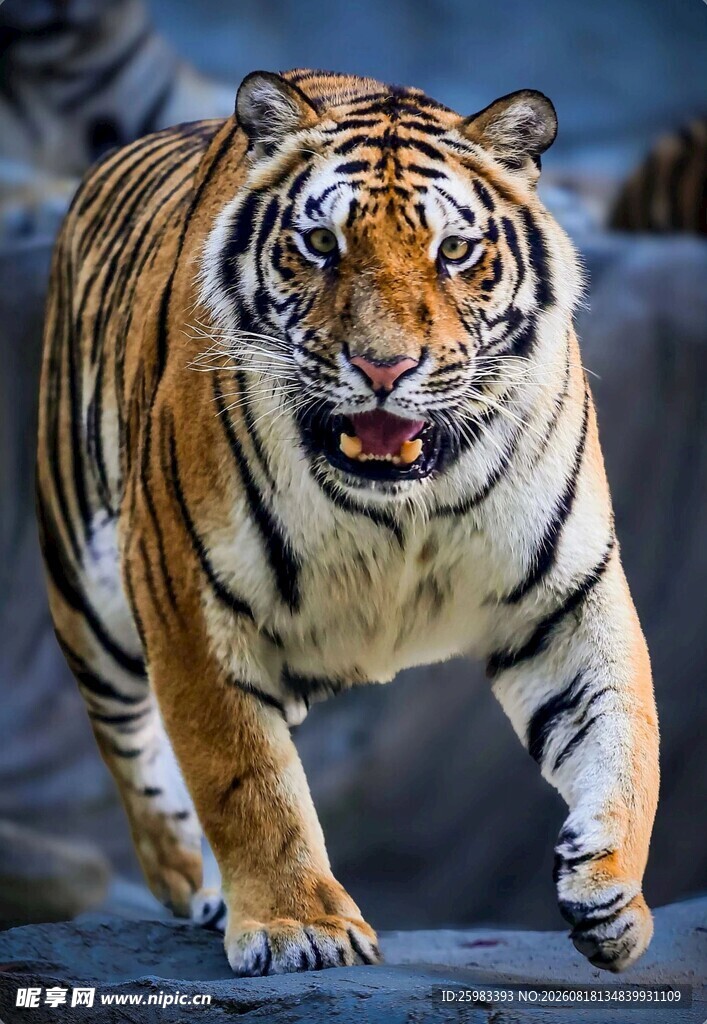 老虎