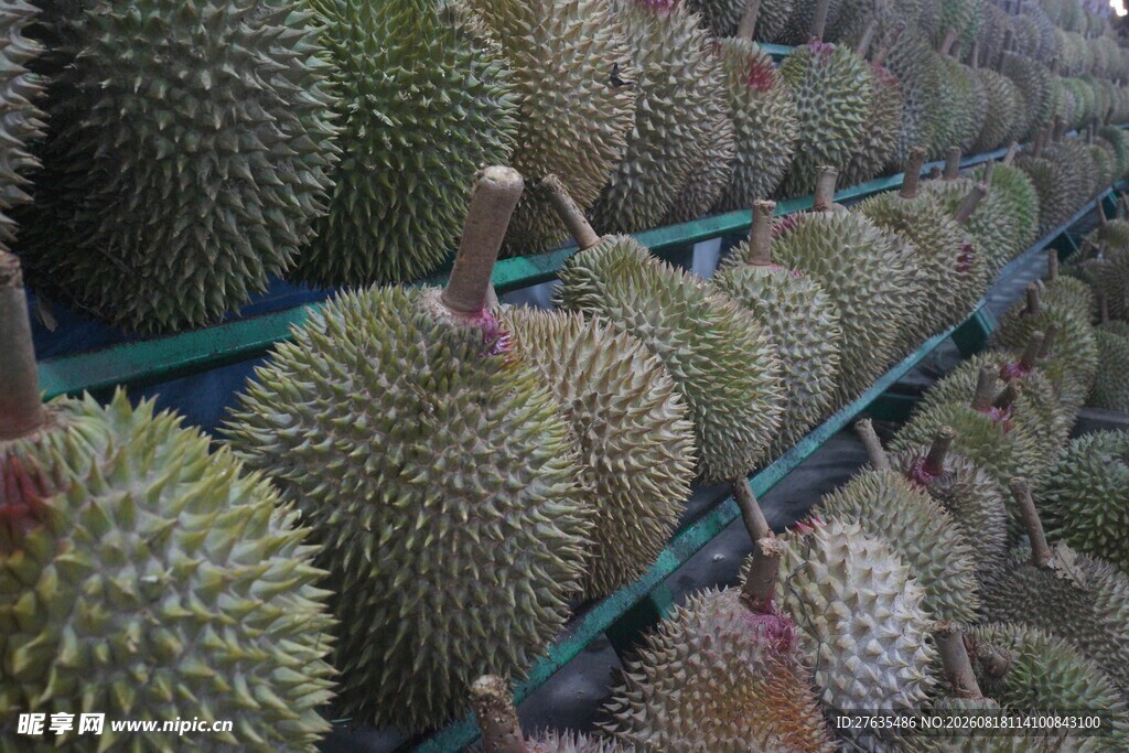 货架上摆放的新鲜榴莲
