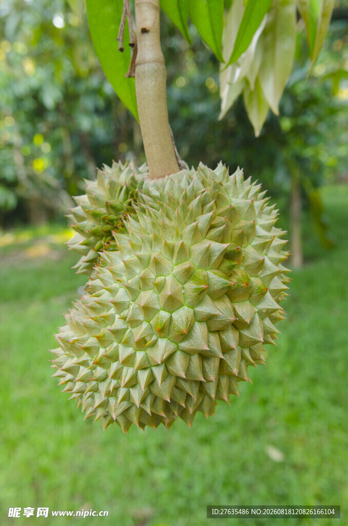 树上的新鲜榴莲果实