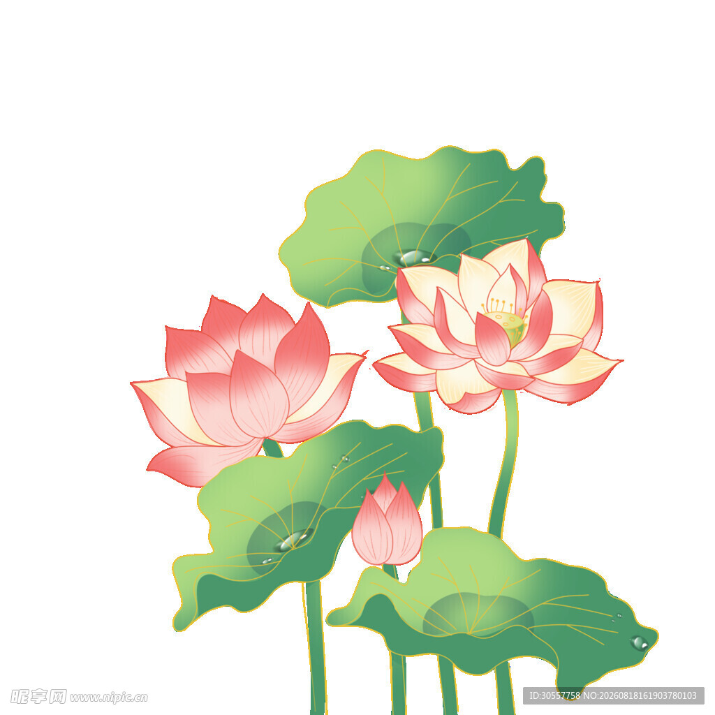 两朵绽放的美丽粉色荷花