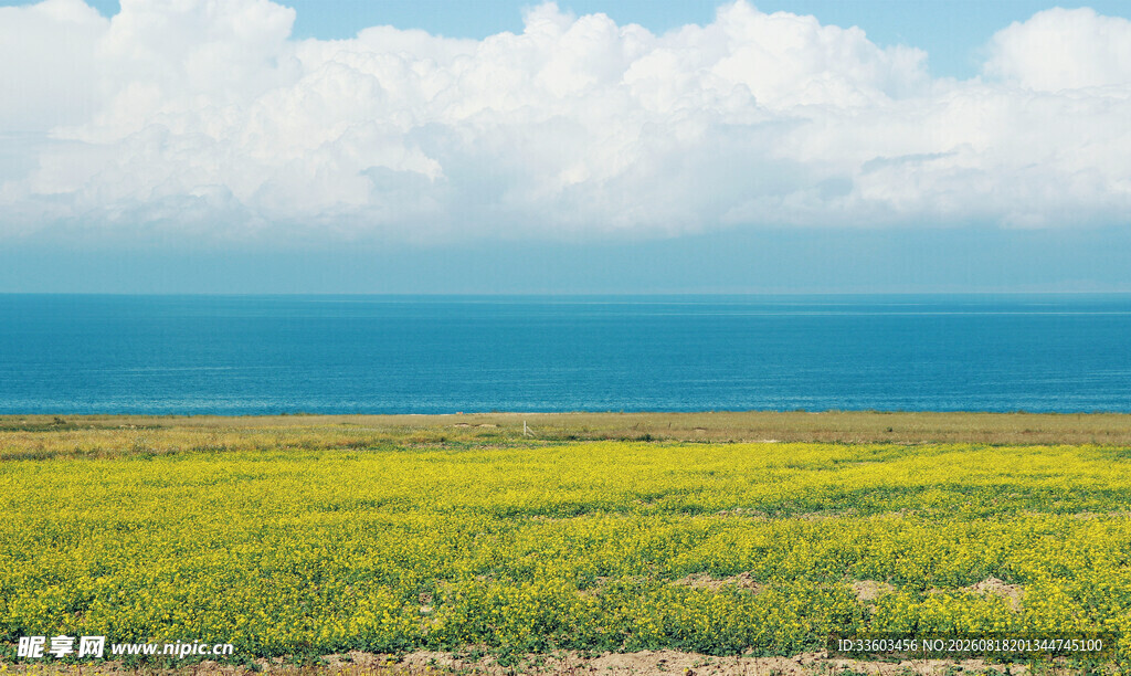 金黄田野与蓝天碧海美景