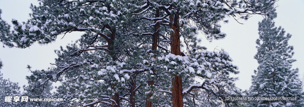 雪覆松树美景