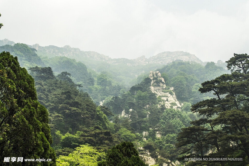 山峦叠翠间的葱郁松林
