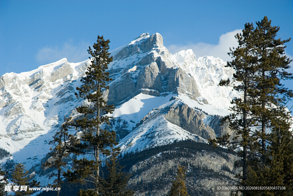 雪山松林壮丽自然景观