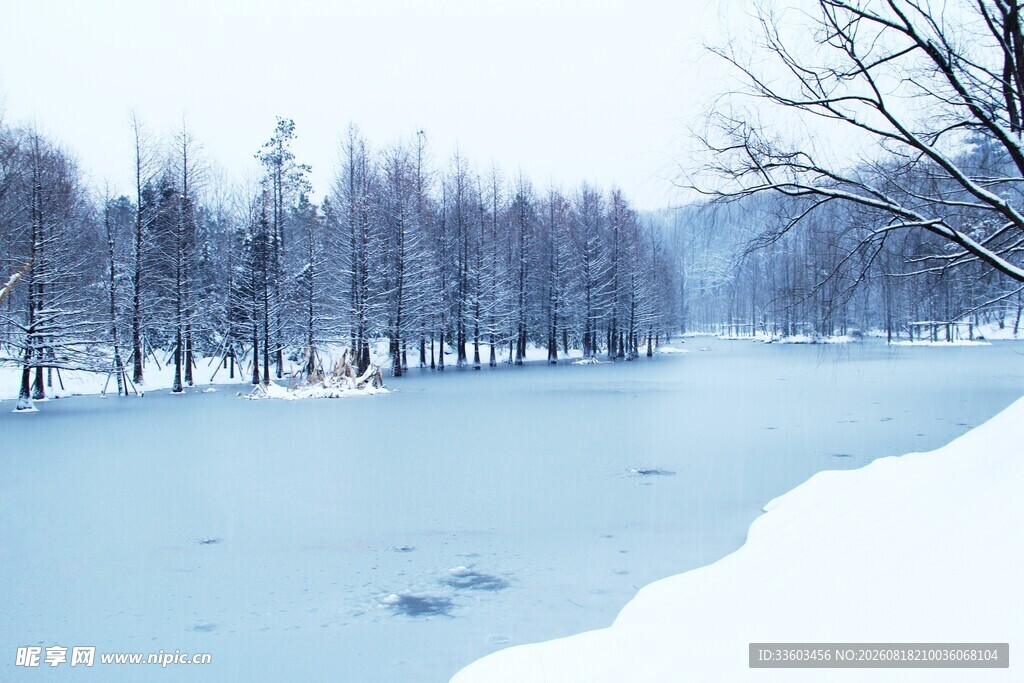 冬日雪景中的静谧树林