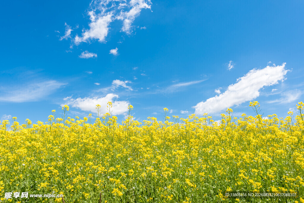 金黄油菜花田与蓝天美景