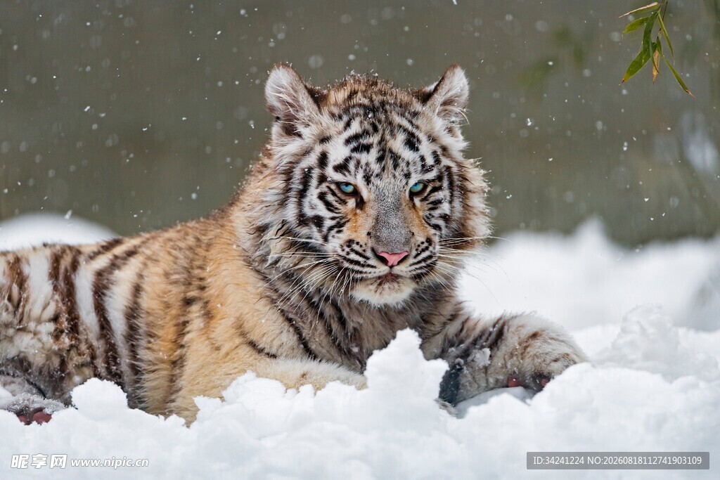 雪地中的威猛老虎