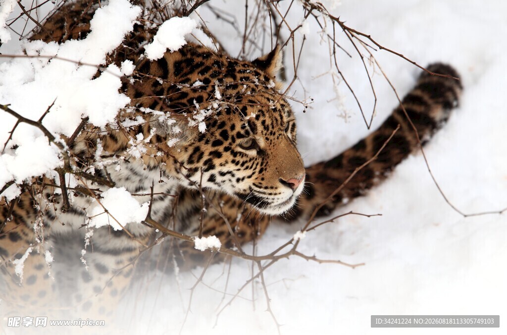 雪地中的猎豹
