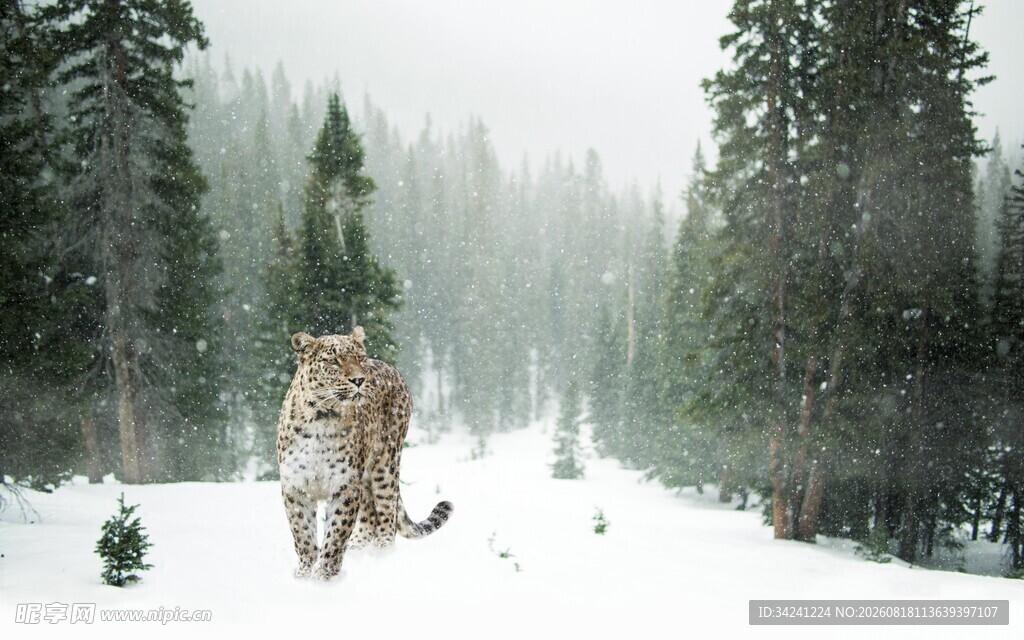 雪地中独行的威猛老虎