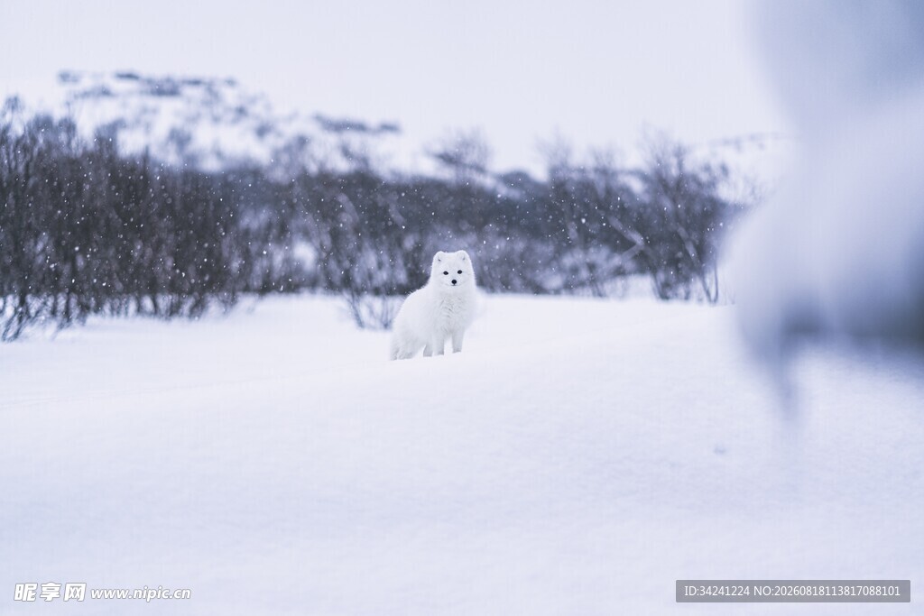 雪地中的孤独白色动物