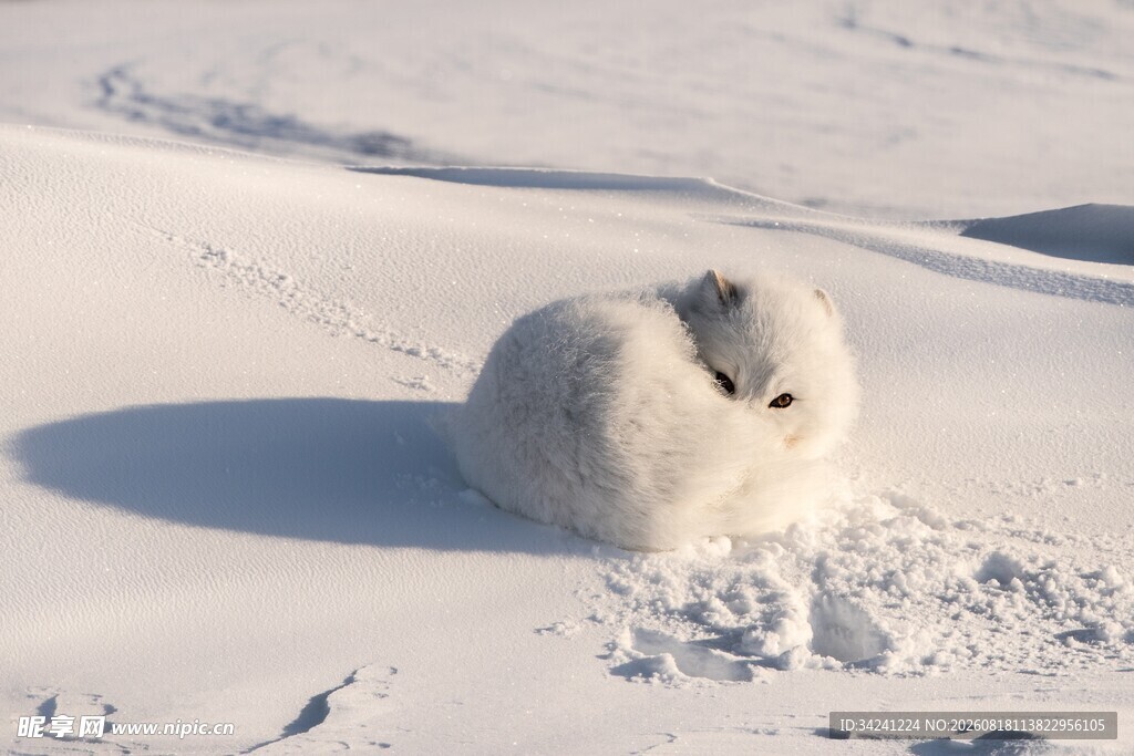 雪地中的白色蜷缩小狐狸