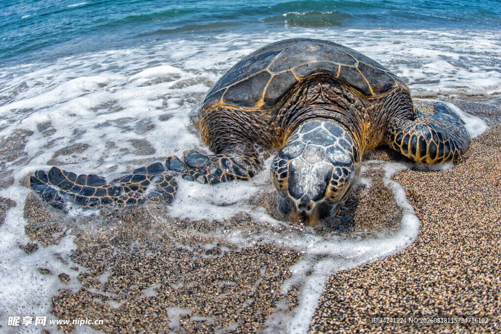 海滩上的海龟