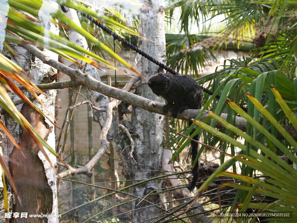 树上的黑猴